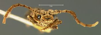 Media type: image;   Entomology 3683 Aspect: head frontal view